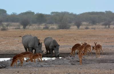 Khama Rhino Sanctuary, Botswana