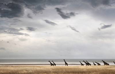 Parcul Național Etosha, Namibia
