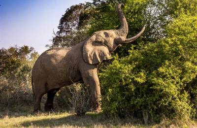 Parcul Național Kruger, Africa de Sud